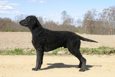 Чесапик-бей-ретривер – порода охотничьих собак. | Dog breeds, Chesapeake  bay retriever, Retriever