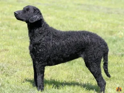 Курчавошерстный ретривер: характер и описание породы | Royal Canin