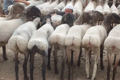 Курдючная овца фото