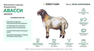 Достижения: «Калмыцкие овцы» — Достижения.рф