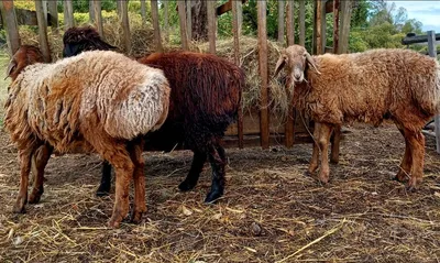 Продам бараны курдючные, купить бараны курдючные, Московская обл —  Agro-Russia