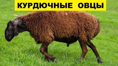 Курдючный баран купить на Зозу.ру