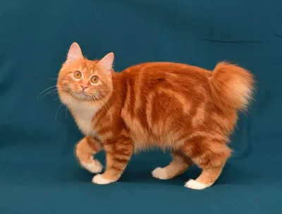 Курильский бобтейл кошка рыжий - картинки и фото koshka.top