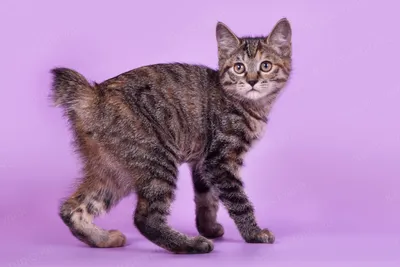 Курильский бобтейл котята - Породы кошек с фотографиями - Котостудия