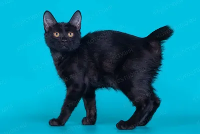 Курильский бобтейл котята - Породы кошек с фотографиями - Котостудия
