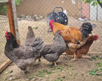Цыплята амрокс 2.5 месяца. ГОМЕЛЬСКАЯ ОБЛАСТЬ, Речица