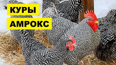 Продам двух кур породы амрокс: 600 000 so'm - Qushlar Qibray на Olx