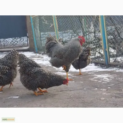 Петух кукарекает 6 раз (порода Амрокс) | Animals, Rooster