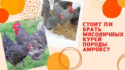 Продам цыплят несушек от породных кур загорская, барковская, амрокс  количество ограничено цена 140 рублей телефон 89.. | ВКонтакте