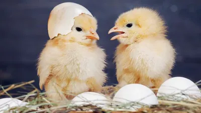 Фото к объявлению: цыплята мясо-яичных курей Амрокс — Agro-Ukraine