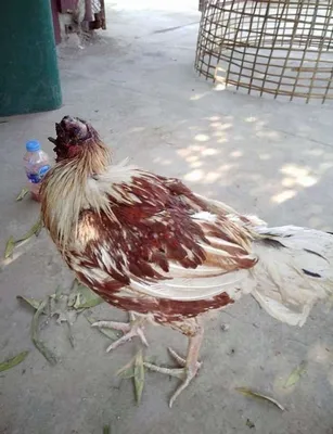 Курица без головы фото