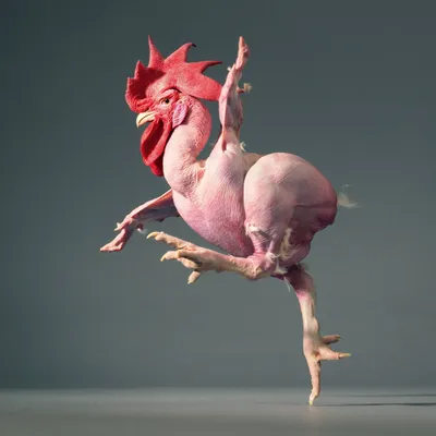 В Таиланде цыпленок неделю живет без головы - YouTube