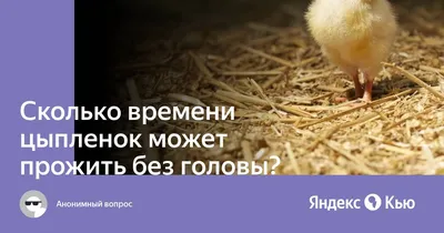 К чему снится курица — сонник: курица во сне | 7Дней.ру