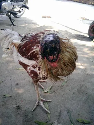 Эта курица уже больше недели живет без головы » ЯУстал - Источник Хорошего  Настроения