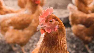 Защита головы птицы Регулируемый милый шлем для курицы Безопасный Удобный  головной убор для маленьких птиц товары для домашних животных для курицы  утки | AliExpress