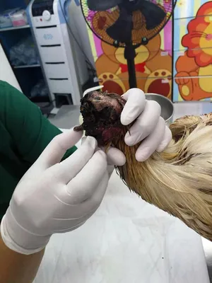 Сколько времени цыпленок может прожить без головы?» — Яндекс Кью