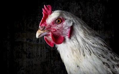 Сколько может прожить курица без головы? #научныйминимум #наука #факт -  YouTube