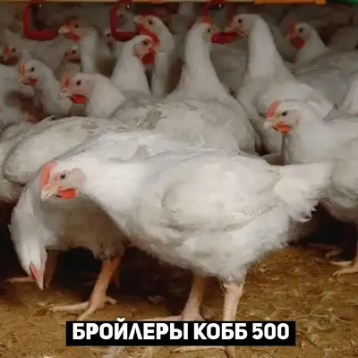 Описание и выращивание мясного кросса Бройлер Кобб 500 - avamarket.com.ua