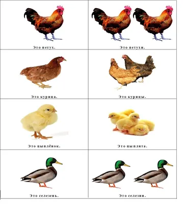 петух с курицей и цыплятами на белом фоне Иллюстрация вектора - иллюстрации  насчитывающей поголовье, концепция: 223018780