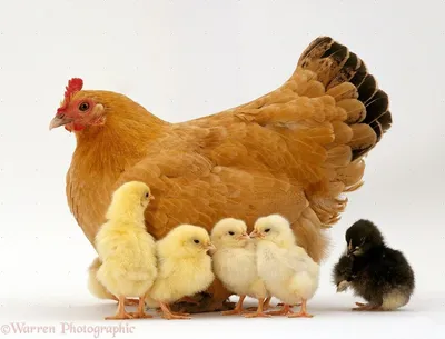 Курица с детьми стоковое фото. изображение насчитывающей мать - 76572682