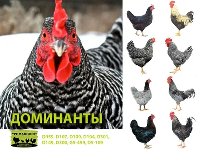 Куры несушки чешской породы Доминанта купить, цены в Набережных Челнах КФХ  «АЛМАЗ»
