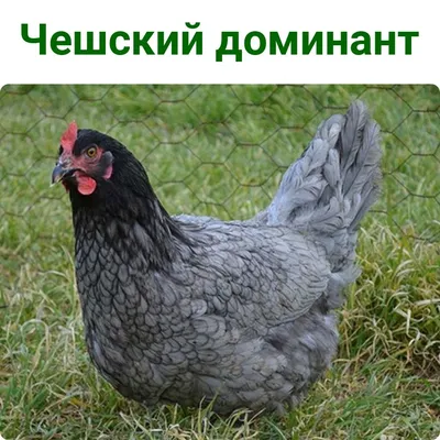 Доминант ДС-109 Черный с шоколадным яйцом РФ | ВКонтакте