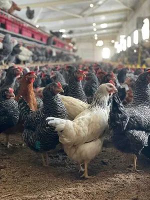 Купить цыплят доминант с доставкой по СПБ и Ленинградской области по  низкойцене