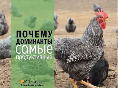 Курица Доминант (несушка/мясная, два в одном) 3 месяца: 200 грн. - Сельхоз  животные Васильков на Olx