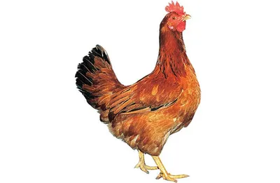 Купить цыплят доминант с доставкой по СПБ и Ленинградской области по  низкойцене