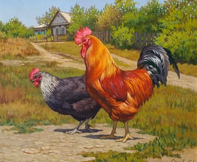 Петух и курица | Рисунки петухов, Пейзажи, Пейзаж картина маслом