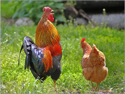 Петух и курица на дворе птицы Стоковое Фото - изображение насчитывающей  группа, клюв: 111988590