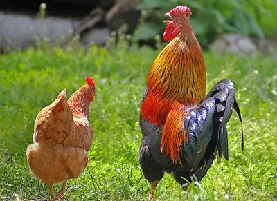Как отличить Петуха от Курицы: 5 простых отличий | Пикабу