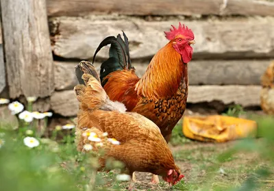Курица, петух и цыплёнок в …» — создано в Шедевруме