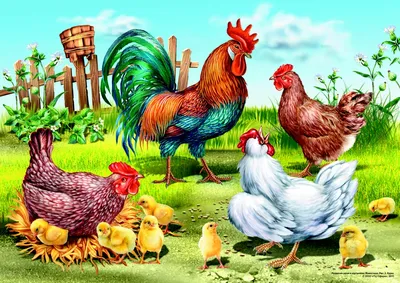 Бесплатные стоковые фото на тему животное, крупный план, курица, петух,  птица, птичий, трава, фотографии животных