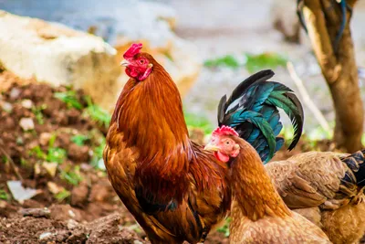 две курицы стоят рядом друг с другом с разноцветными перьями, картинка петух  и курица, петух, курица фон картинки и Фото для бесплатной загрузки