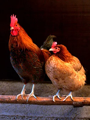 Курица и петух стоковое изображение. изображение насчитывающей природа -  52183909