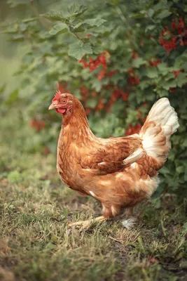 Две коричневые курицы и один красный петух · Бесплатные стоковые фото