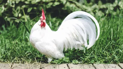 Курица леггорн фото