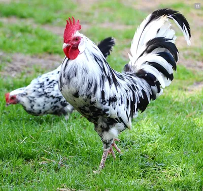 Инкубационое яйцо курицы Леггорн(Венгрия): 19 грн. - Сельхоз животные  Полтава на Olx