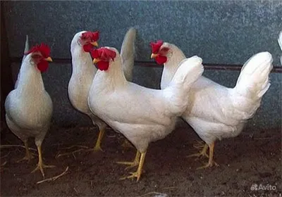Куры-несушки для домашнего хозяйства: фото | Яйценоские породы кур