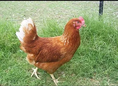 File:Lohmann Brown adult hen looking for food 03.jpg - Wikimedia Commons