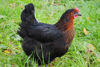 Курица Maran в траве стоковое изображение. изображение насчитывающей петух  - 57836271