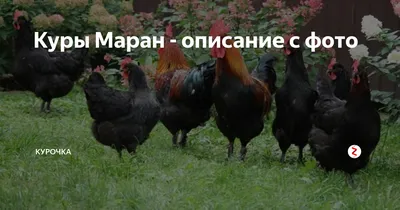 Маранс Курица В Саду — стоковые фотографии и другие картинки Куры Маран -  Куры Маран, Курица, Чёрный цвет - iStock