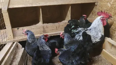 Pin by The Nourishing Farm on Chicken Stuff | Beautiful chickens, Pet  chickens breeds, Pet chickens