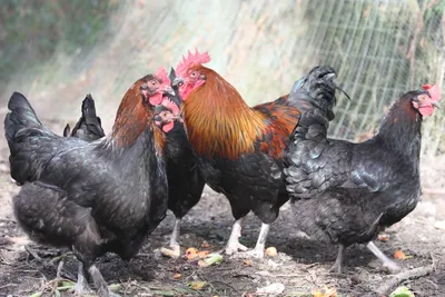 3+ FRENCH BLACK COPPER MARANS Hatching Eggs Very Dark Chocolate Eggs,  Beautiful | eBay