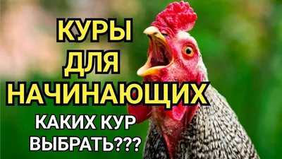 Во Франции куры заклевали до смерти пробравшегося на ферму лиса