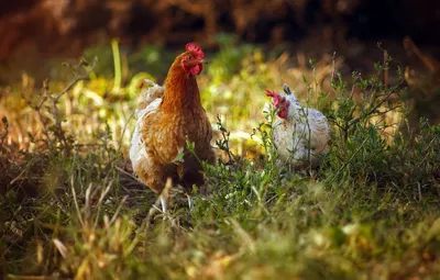 Садовая фигурка Park Курица пеструшка с цыплятами 169298 - отзывы  покупателей на Мегамаркет