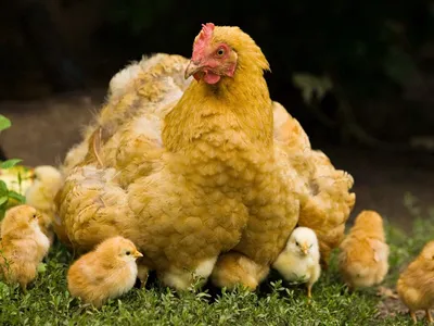 Курица с тремя цыплятами Н-28 см, L-30 cм | Абинск камень