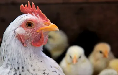 Курица с цыплятами на зеленой траве. Stock Photo | Adobe Stock