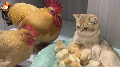 Курица с цыплятами